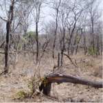 Elephant in Sabi Sand